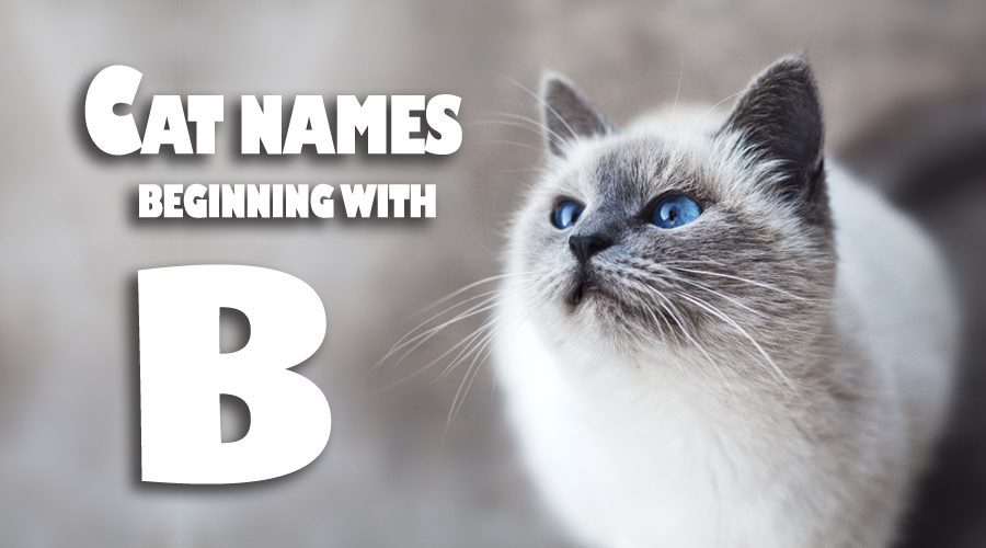 Cat Names That Start With B - Animal Corner